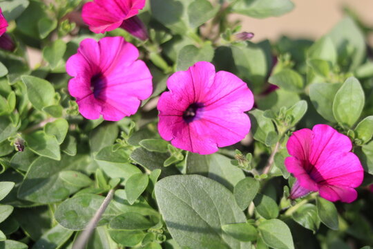 Beautiful Pink Petunia Flowers | Colorful Garden Blooms and Nature Beauty
