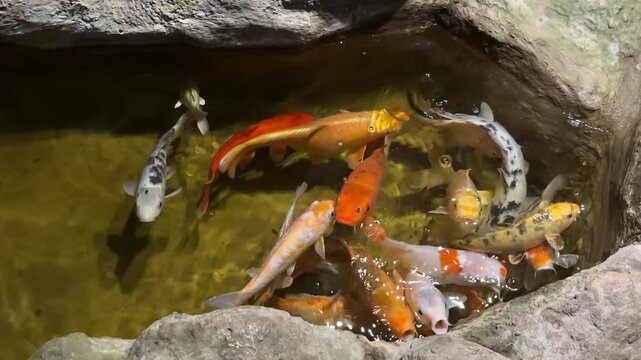 Group of Colorful Japanese Koi Carp Swimming in Stone Pond