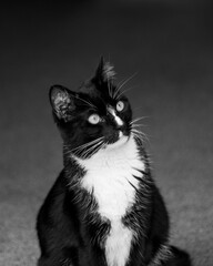 Low angle tuxedo cat looking towards camera © Claire