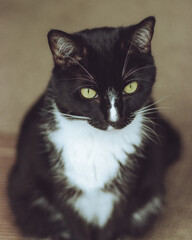 Black and white cat sitting indoor portrait © Claire