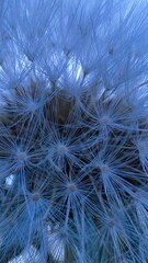dandelion seeds background © Monika