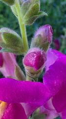 close up of a flower © Monika