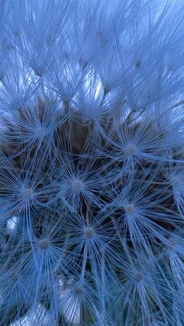 dandelion seeds background
