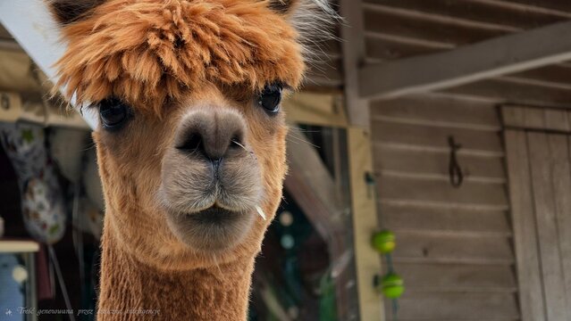 close up of a llama
