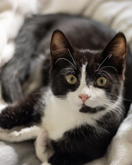 Tuxedo cat looking up attentively © Claire