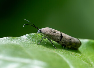 Phycodes minor, commonly called a little bear moth, rests on a fresh green leaf displaying its grey patterned wings and long antennae. © tahir