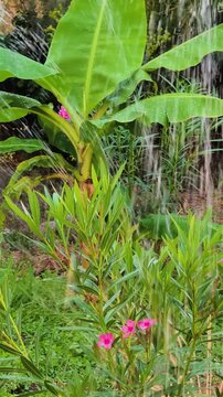 Vertical view of sprinkler jets watering green plants with pink oleander and banana tree in a lush summer garden with warm natural light and tropical vegetation.