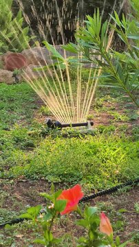 Vertical close up of an oscillating sprinkler watering an orange hibiscus in a green garden with natural water sounds and cicadas during a peaceful summer day.