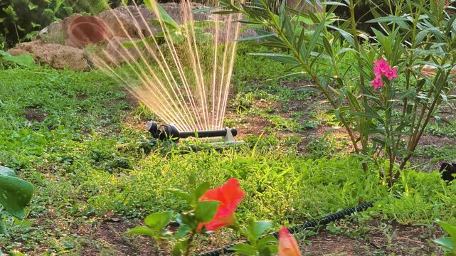 Vertical close up of an oscillating sprinkler watering an orange hibiscus in a green garden with natural water sounds and cicadas during a peaceful summer day.
