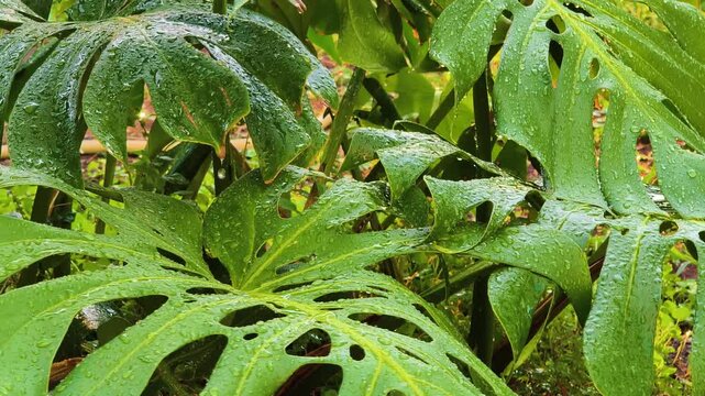 Close up of wet Monstera leaves at sunset with water droplets, warm evening light and natural sounds of running water and cicadas in a lush garden.