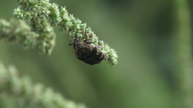 Macro close-up footage of a dark patterned beetle holding onto the underside of a green amaranth flower head, slowly moving its legs outdoors.
