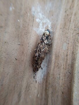 Macro shot of a bagworm moth cocoon attached to a wooden surface