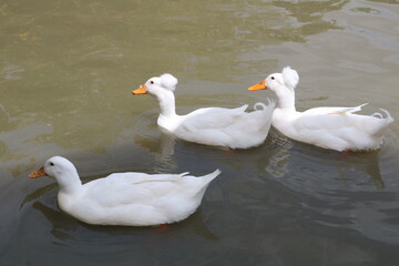 Fototapeta premium ducks on the water