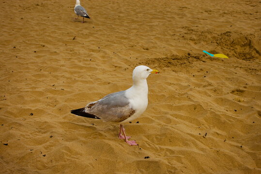 Scarborough, North Yorkshire, England, UK - July 29 2026: Herring Gull Standing on Sandy Beach