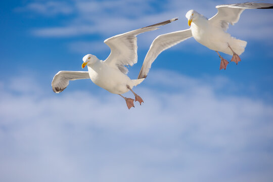 White and grey seagull soaring in flight with yellow beak, Low angle view of wild sea birds, European herring gull flying overhead with wings spread wide against blue clear sky background in summer.