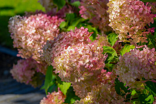 Selective focus of Hydrangea paniculata flowers in garden, Peach pink hortensia with warm sunlight, Panicled hydrangea is a species of flowering plant in the family Hydrangeaceae, Natural background.