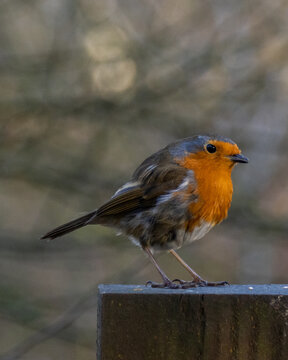 robin on a fence