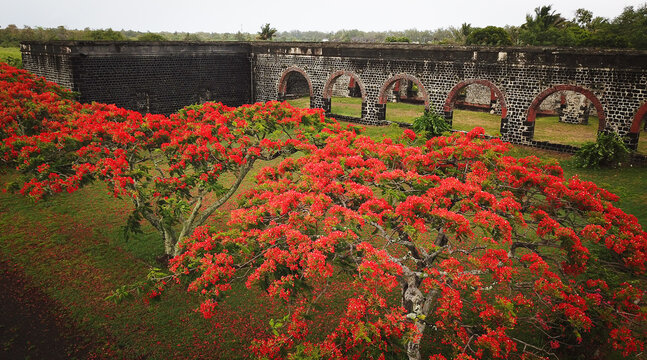 Aerial view of the historic Four a Chaux lime kiln ruins with stone arches and vibrant red flowering flamboyant trees in the foreground in Quatre Cocos, Flacq, Mauritius.