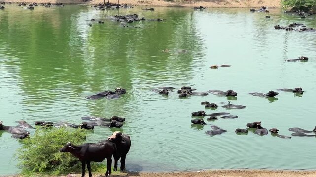 A wide, cinematic view of a large herd of water buffaloes bathing peacefully in a spacious rural pond. Several buffaloes are partially submerged in the cool water. 4k video