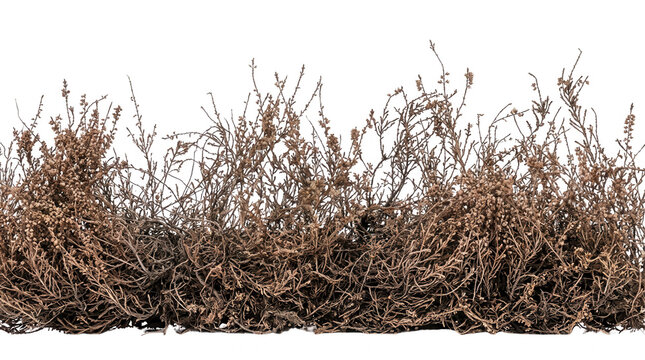 Cespuglio secco e ramificato con foglie marroni su sfondo bianco isolato, perfetto per composizioni digitali e progetti di design.