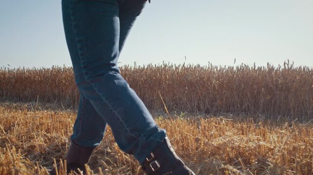 Farm owner walks and holds tablet in golden wheat field