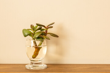 Jade plant cutting rooting in glass of water with copy space © Anastasiia