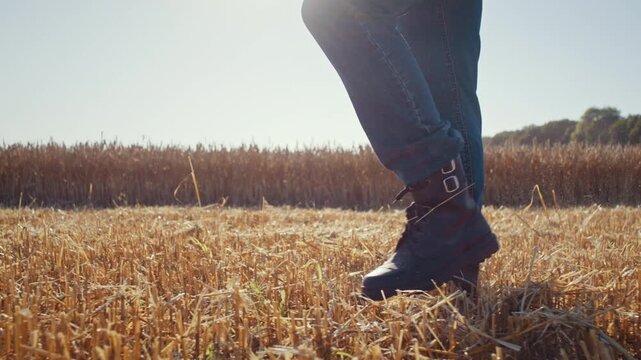 Farmer wearing boots walks along cut ripe wheat field stubble
