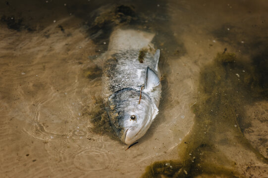 Photograph of an animal, a dead large fish, died from disease, global warming in the water, an environmental disaster.