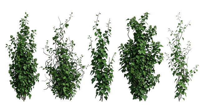 Cinque piante rampicanti verdi con foglie lussureggianti e rami intrecciati, isolate su sfondo bianco, ideali per progetti di design e architettura del paesaggio.