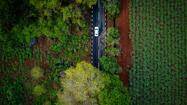 Aerial view of a white car driving on a road flanked by lush green trees and vibrant sugar cane fields in Riviere du Rempart, Riviere du Rempart, Mauritius.