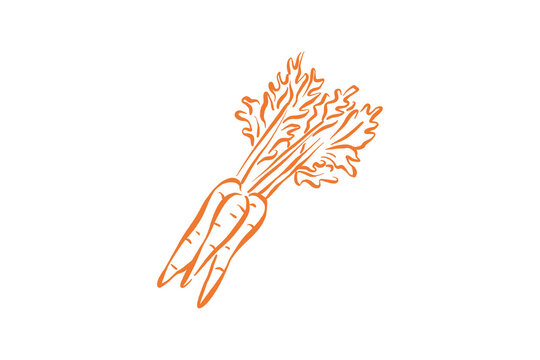 Hand drawn fresh organic carrot vegetable harvest outline illustration for autumn season Design