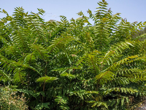 Vibrant green sumac bush showing dense pinnate leaves reaching toward the bright blue sky during a sunny summer afternoon in a peaceful natural garden setting