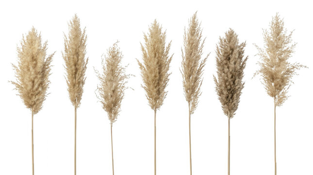 Set di sette steli di erba della pampa essiccata con soffici pennacchi beige isolati su sfondo bianco puro, elementi botanici naturali per decorazioni d'interni minimaliste e composizioni floreali
