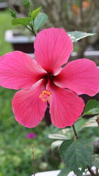 Beautiful Pink Hibiscus Flower | Stunning Close-Up Nature Photography & Garden Beauty