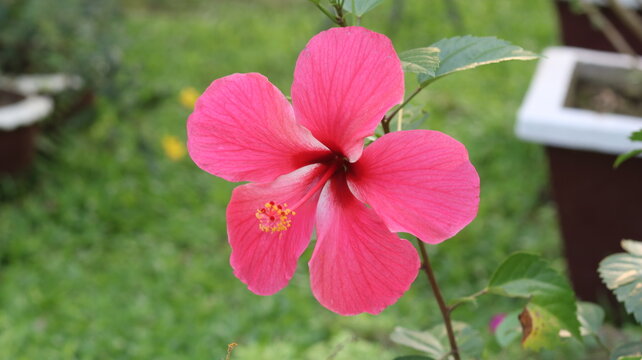 Beautiful Pink Hibiscus Flower | Stunning Close-Up Nature Photography & Garden Beauty