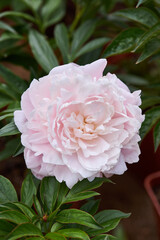 Fototapeta premium pink peony, peony, Paeonia, pale pink flower, peony blossom, flowering plant, ornamental flower, garden flower, double flower, pastel color, delicate petals, layered petals, romantic flower, floral be