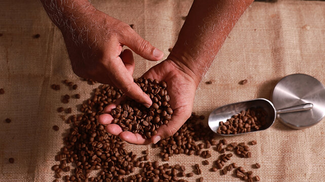 Focused senior artisan examines roasted coffee bean quality with careful selection by hand on rustic burlap near metal scoop