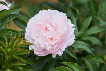 pink peony, peony, Paeonia, pale pink flower, peony blossom, flowering plant, ornamental flower, garden flower, double flower, pastel color, delicate petals, layered petals, romantic flower, floral be © Liudmila