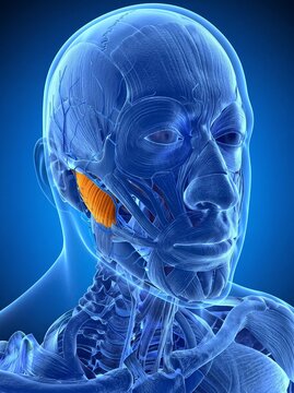 Detailed Human Facial Muscle Anatomy and Masseter Illustration