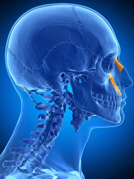 Side View of Human Skull and Cervical Spine Anatomy