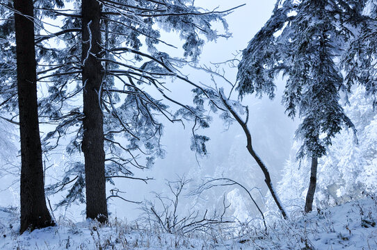 Alpine forest landscape on a snowy winter day, Seewis, Davos, Graubunden, Switzerland