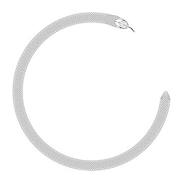 Elegant Curved Snake Circle Botanical Line Art Illustration