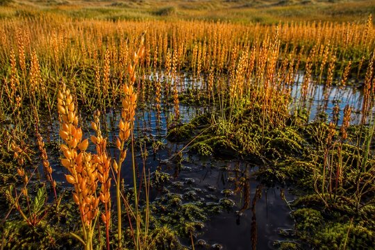 Bog asphodel turning bright orange across a wet moor