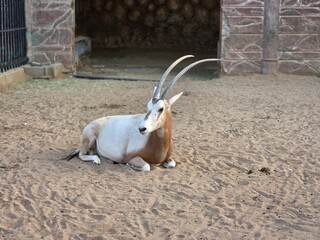 antelope in the zoo © AHMED