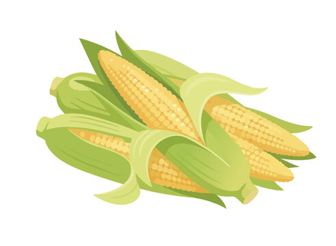 Fresh sweet corn. Vector illustration.