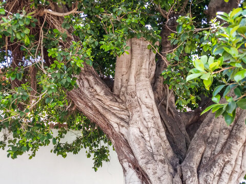 Ancient banyan tree with thick textured bark and lush green canopy showing intricate root systems and vibrant foliage under bright natural daylight in a garden