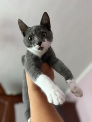 cat © Оксана Ключник