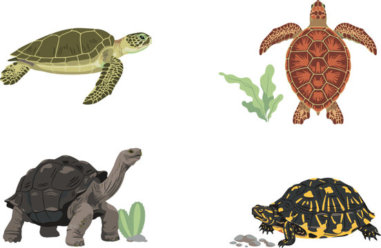 Sea Turtles and Land Tortoises Vector Set Featuring Green Sea Turtle, Hawksbill, Giant Galapagos Tortoise, and Spotted Box Turtle Poses,