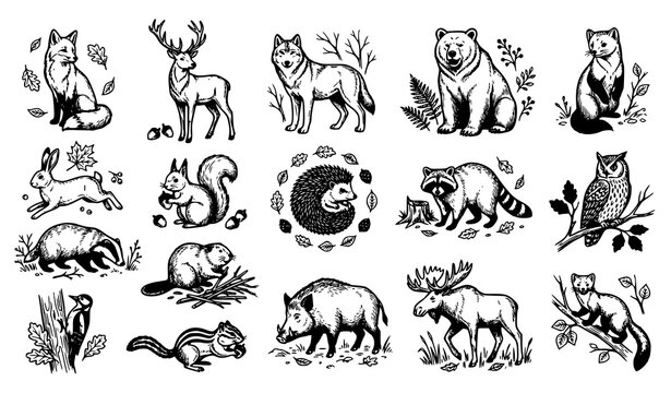 Woodland Forest Animal Collection with Fox Deer Wolf Bear Owl and Squirrel Hand Drawn Vector Illustration Set