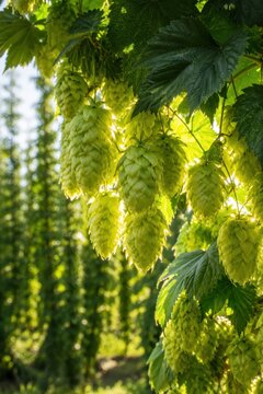 Ripening hop cones hanging on a bine in late summer